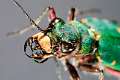 cicindela campestris